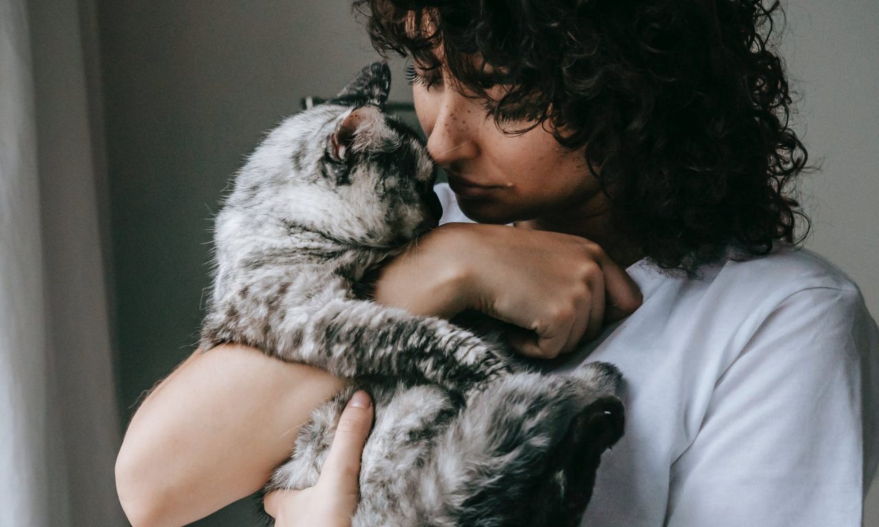 Saiba quantos anos vive um gato e como cuidar dele para que fique com você por mais tempo