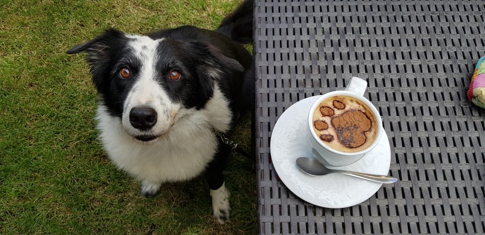 6 alimentos encontrados em casa que você jamais deve deixar o seu cachorro comer