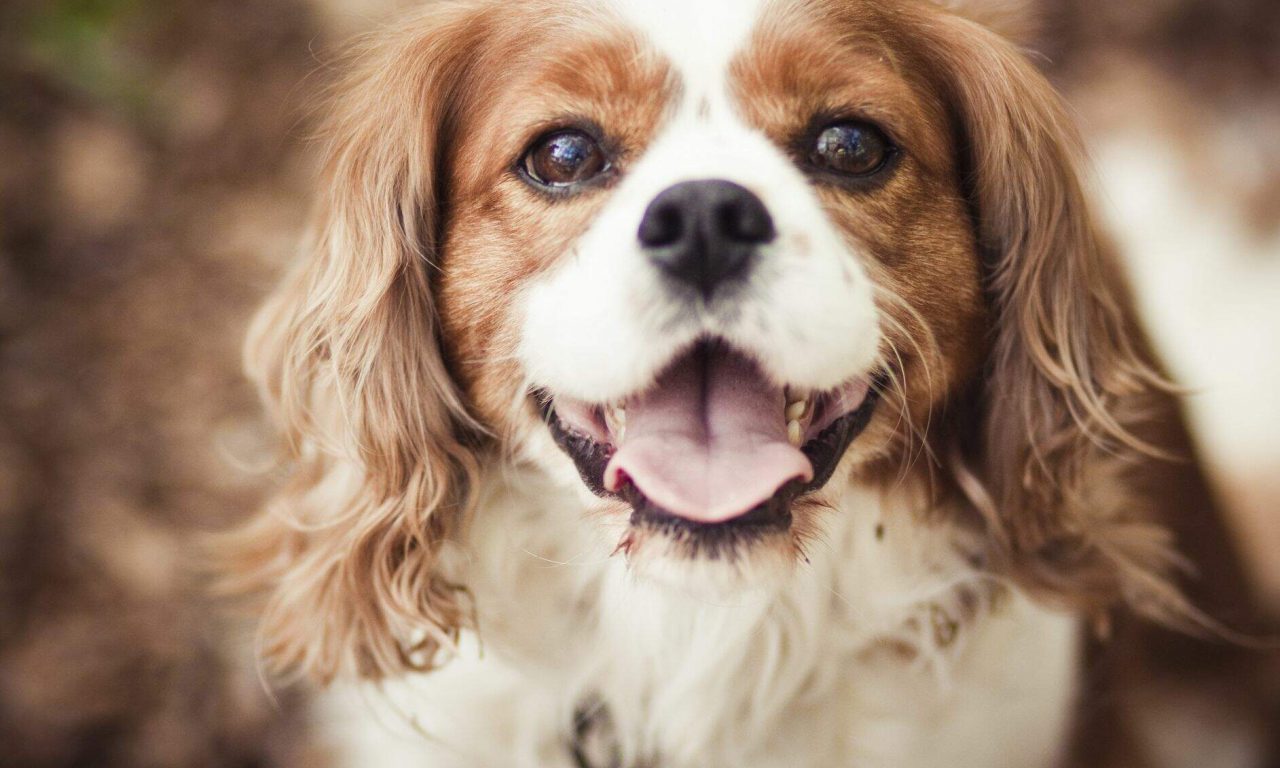 6 raças de cachorro para criar em apartamento