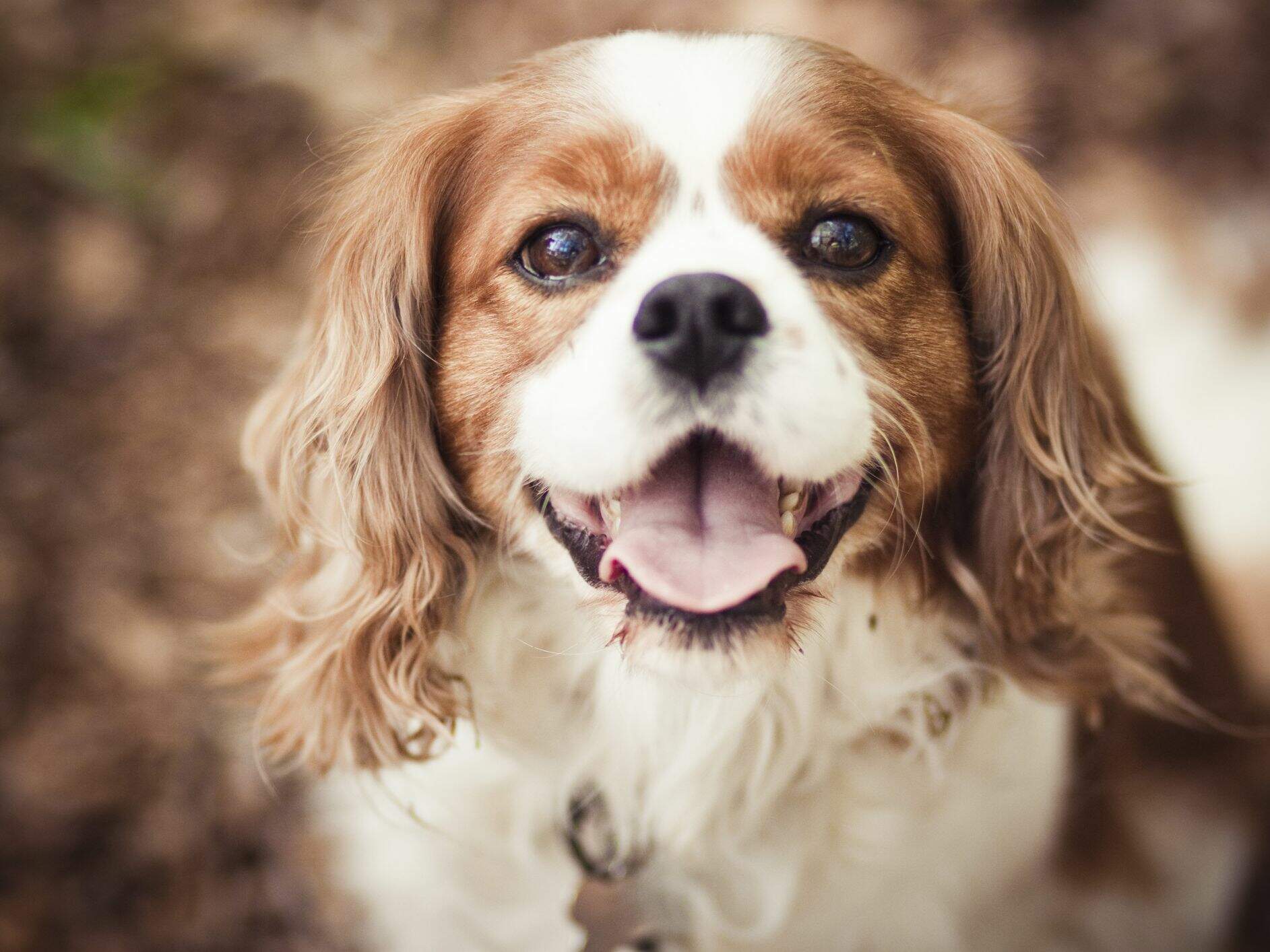 6 raças de cachorro para criar em apartamento