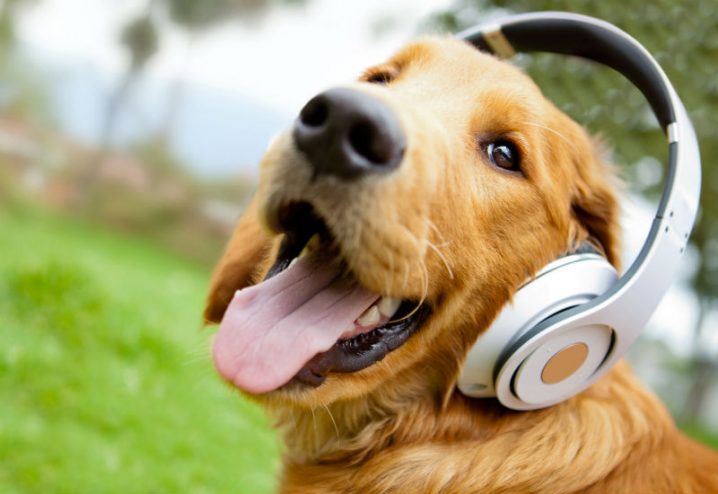 Música para cachorro