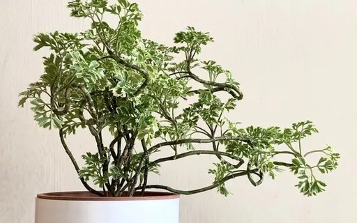 6 plantas que atraem sorte e prosperidade e são fáceis de ter em casa