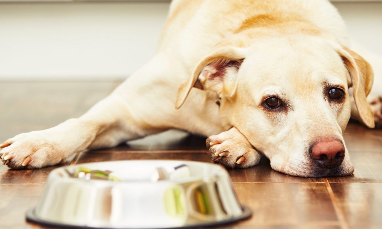 6 frutas que os cachorrinhos não podem comer e os donos devem ficar alerta
