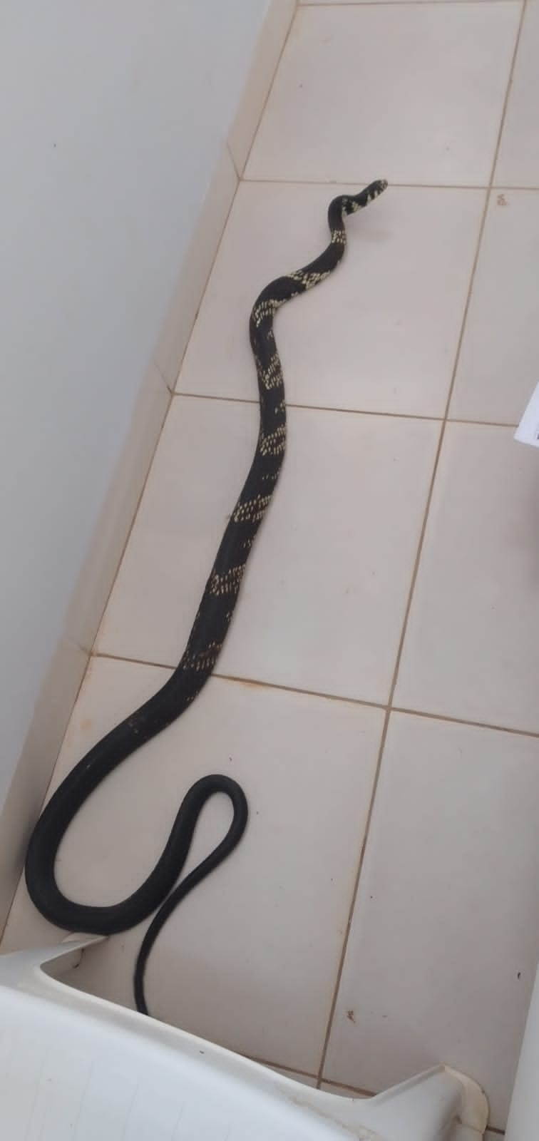 Cobra gigante aparece em caixa de cerveja e aterroriza comércio em Goiás