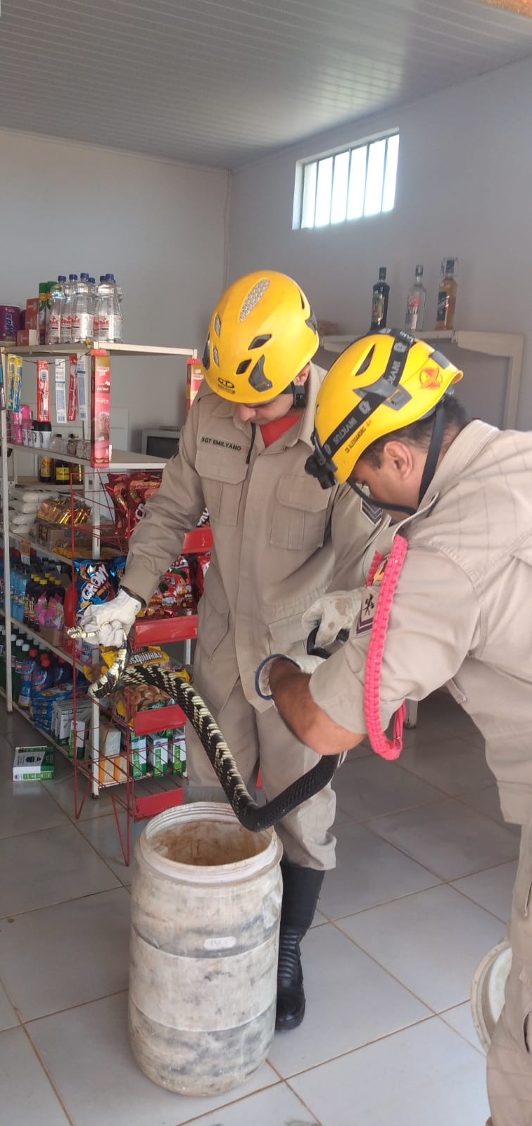 Cobra gigante aparece em caixa de cerveja e aterroriza comércio em Goiás