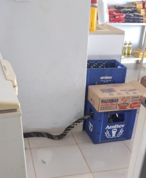 Cobra gigante aparece em caixa de cerveja e aterroriza comércio em Goiás