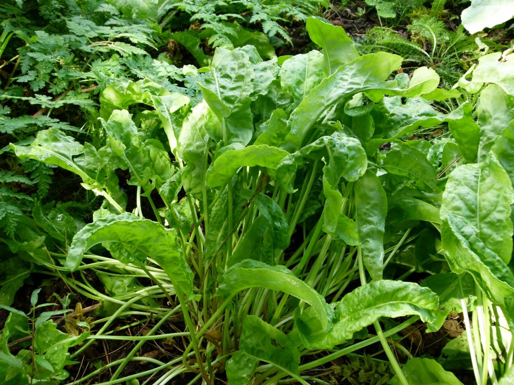 6 temperos naturais que deixam a comida uma delícia e nem todo mundo conhece