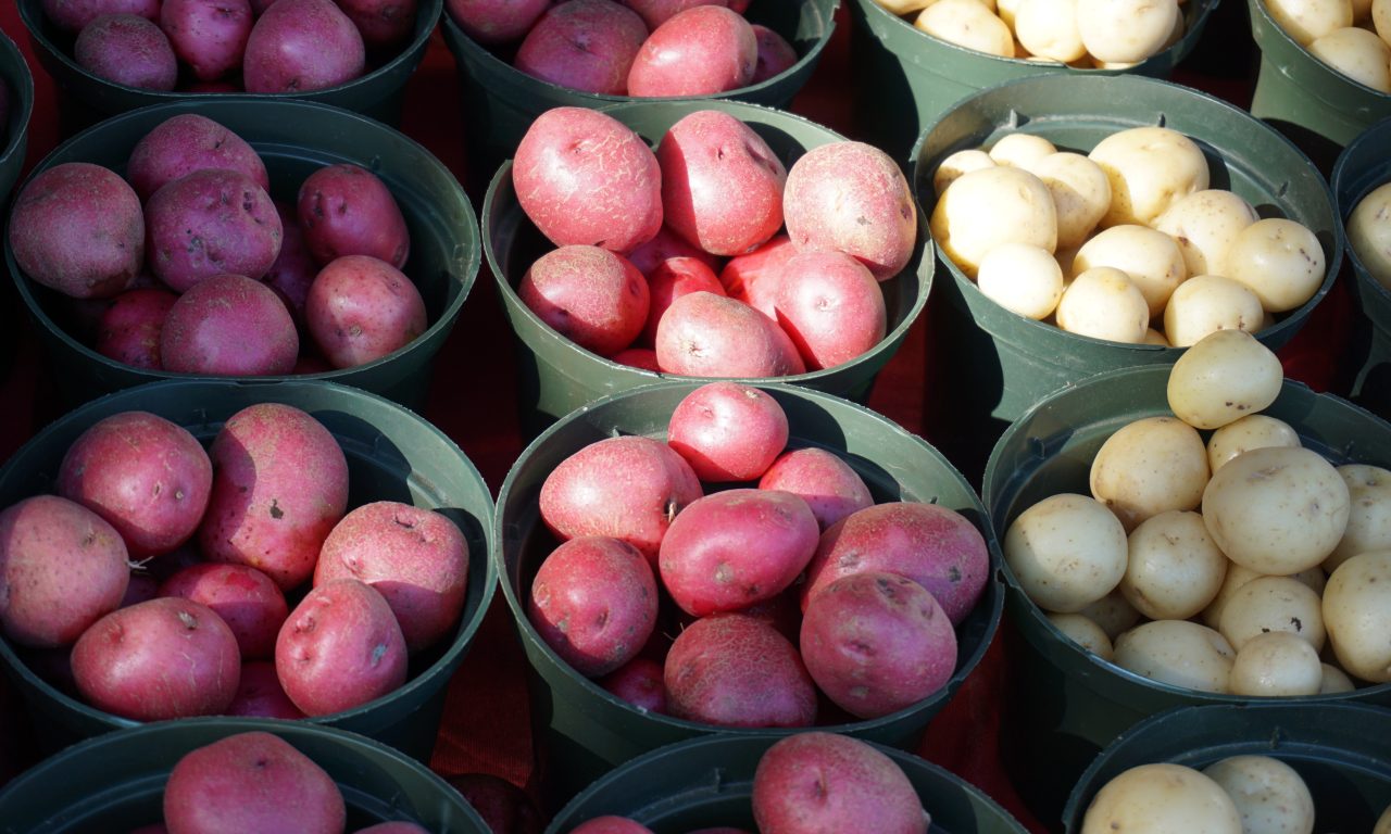 É por isso que não se deve guardar as batatas ao lado das cebolas