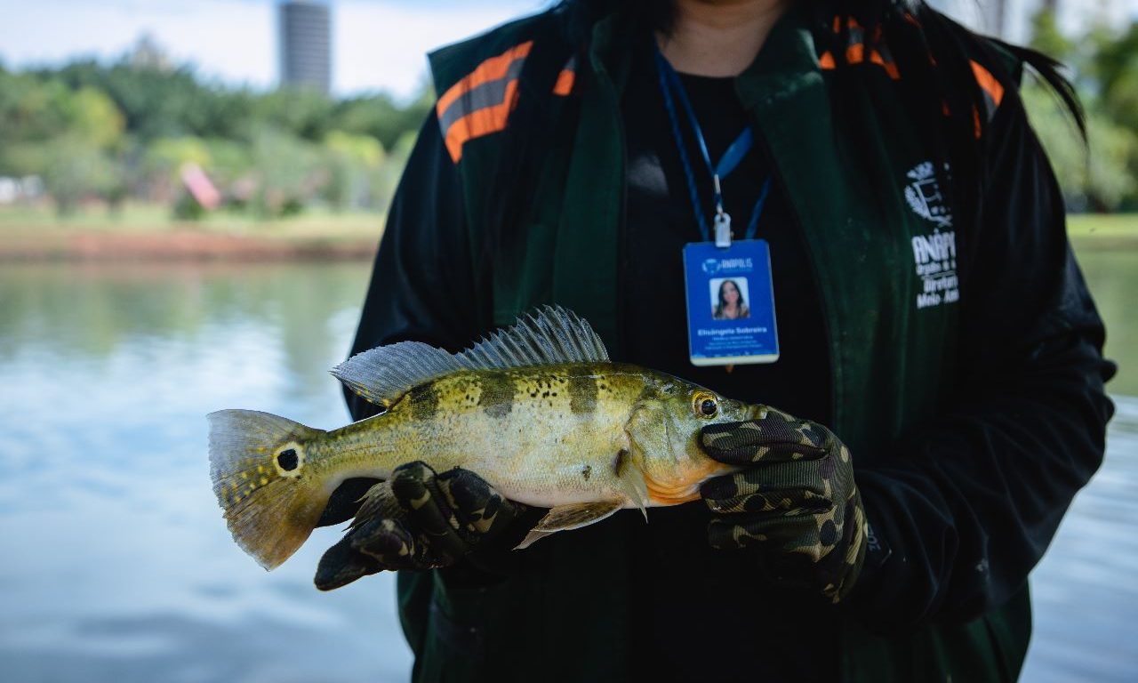 Peixes exóticos