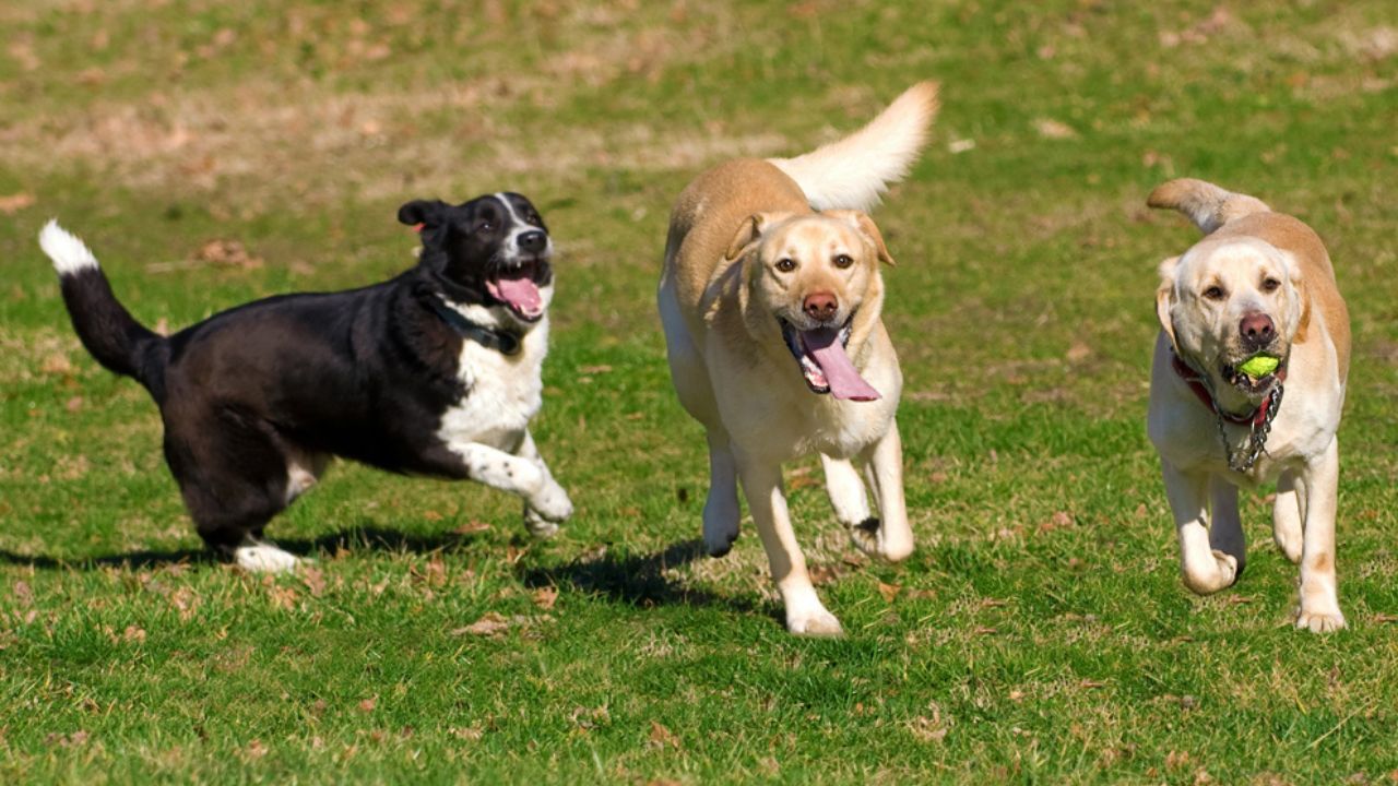 Cachorros